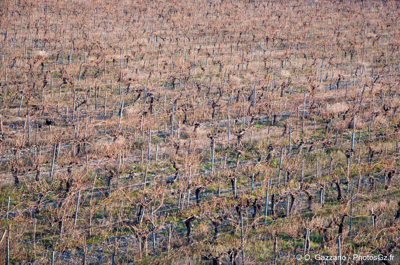 Vignes Provencales